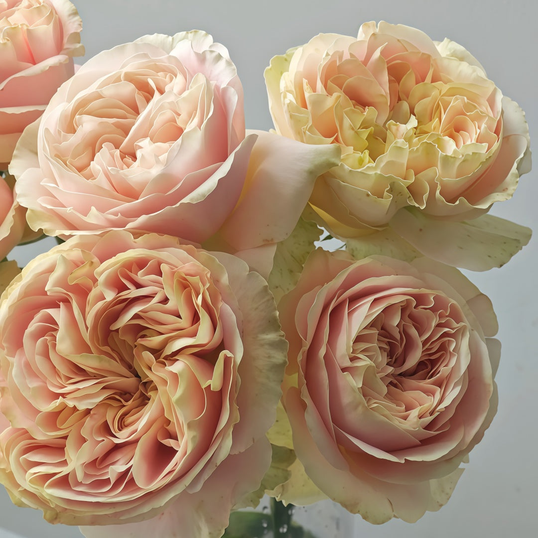 Chiffon Rose