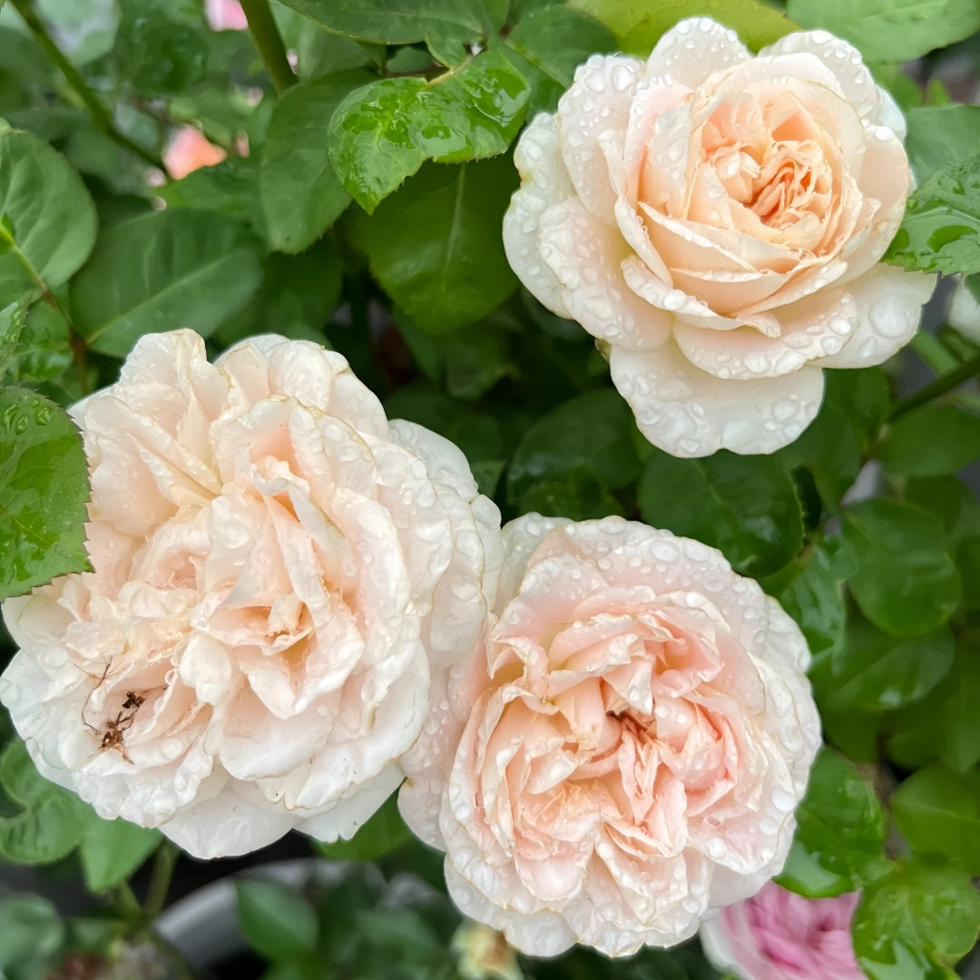 Chiffon Rose