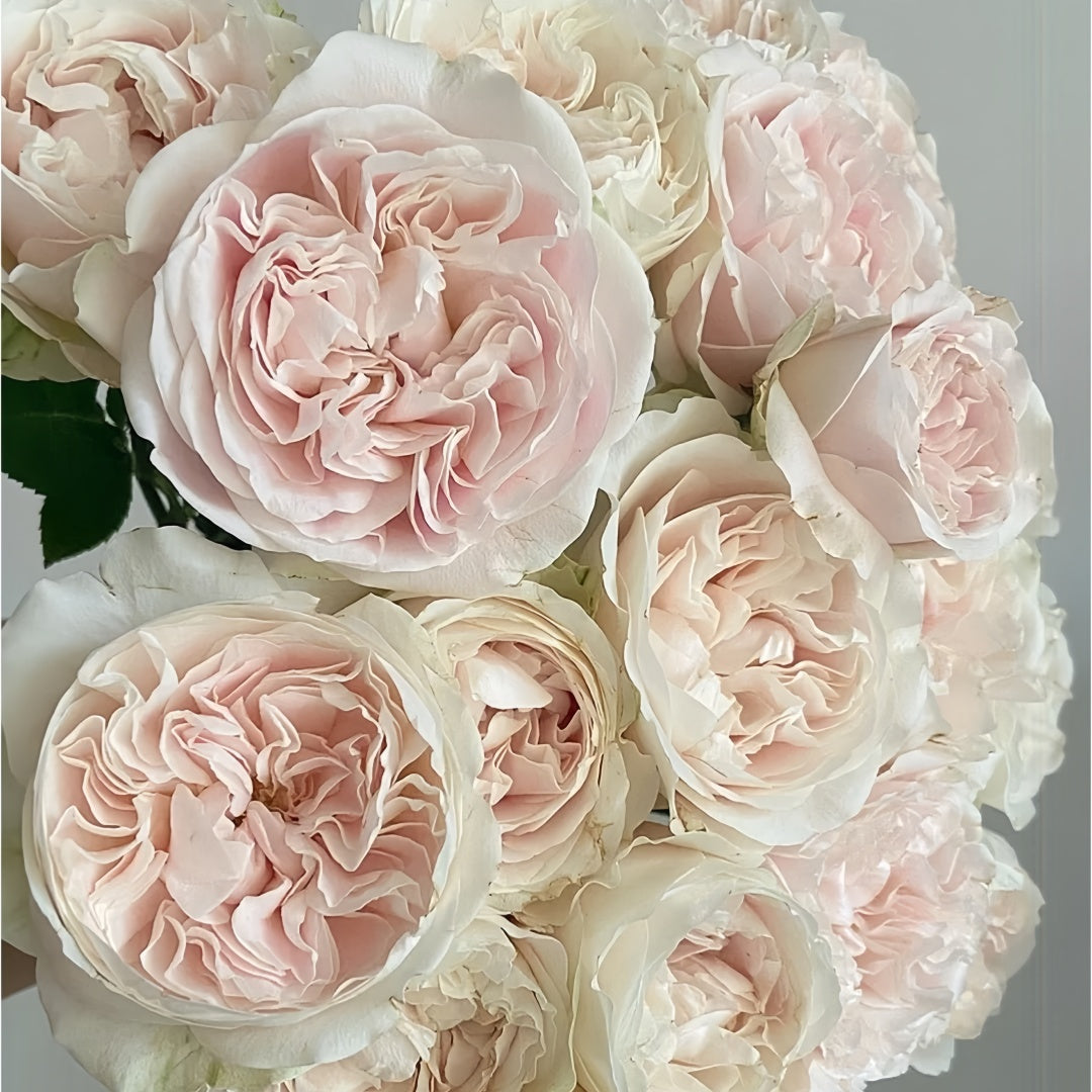 Chiffon Rose