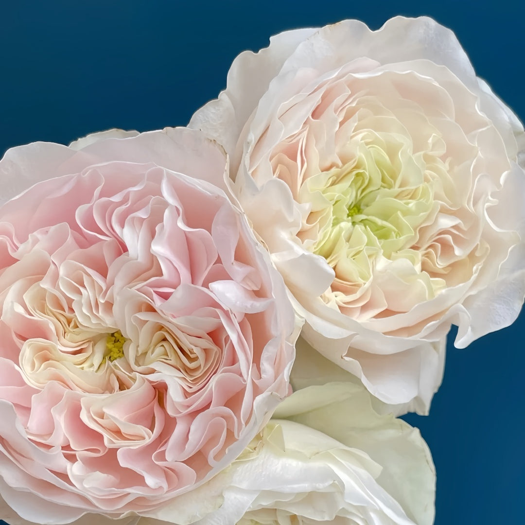 Chiffon Rose