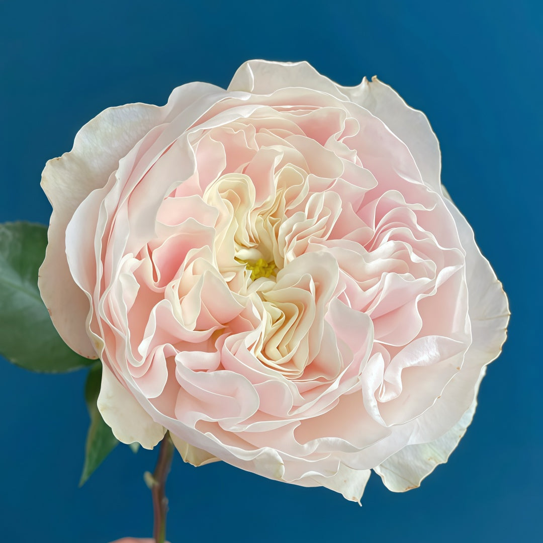 Chiffon Rose