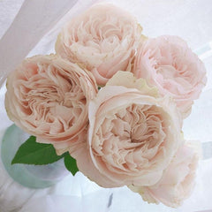 Chiffon Rose