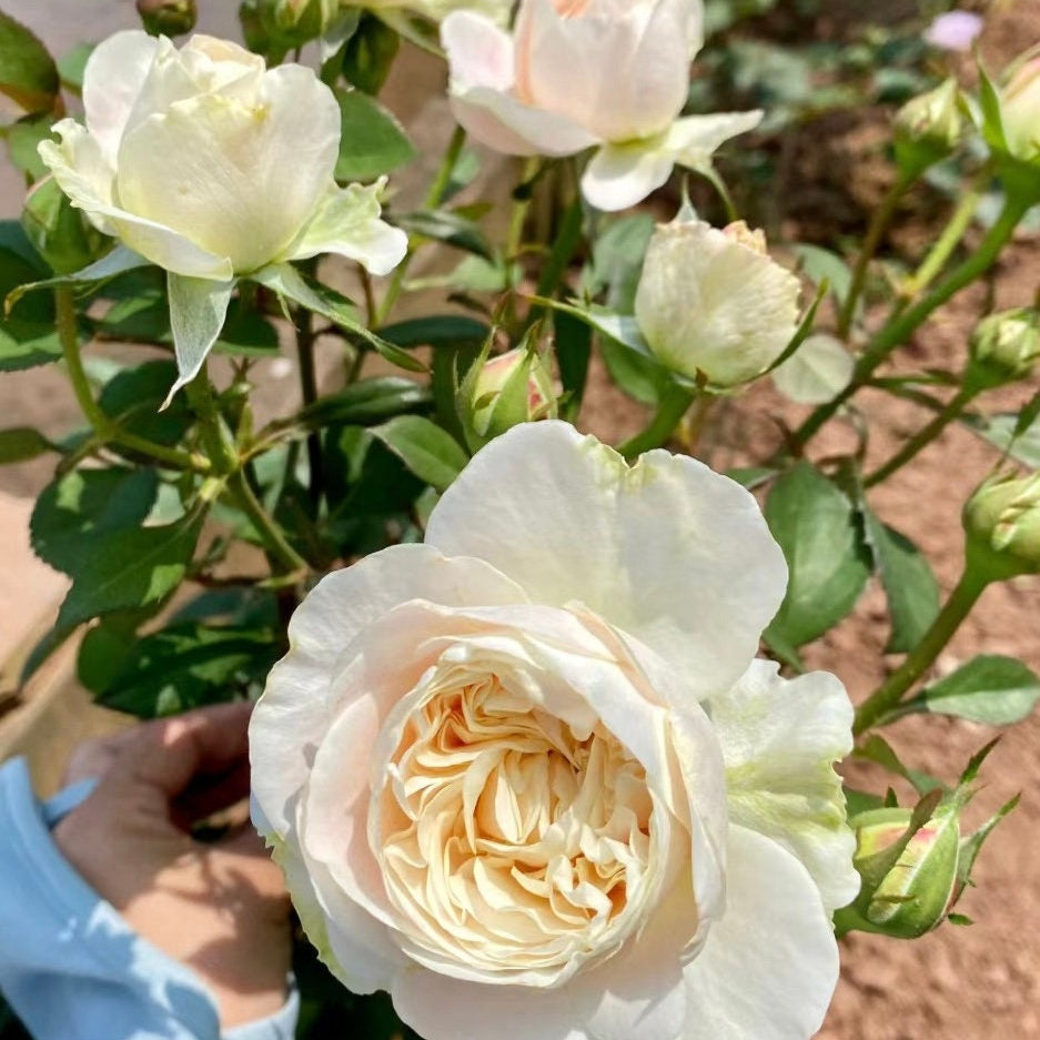 Chiffon Rose