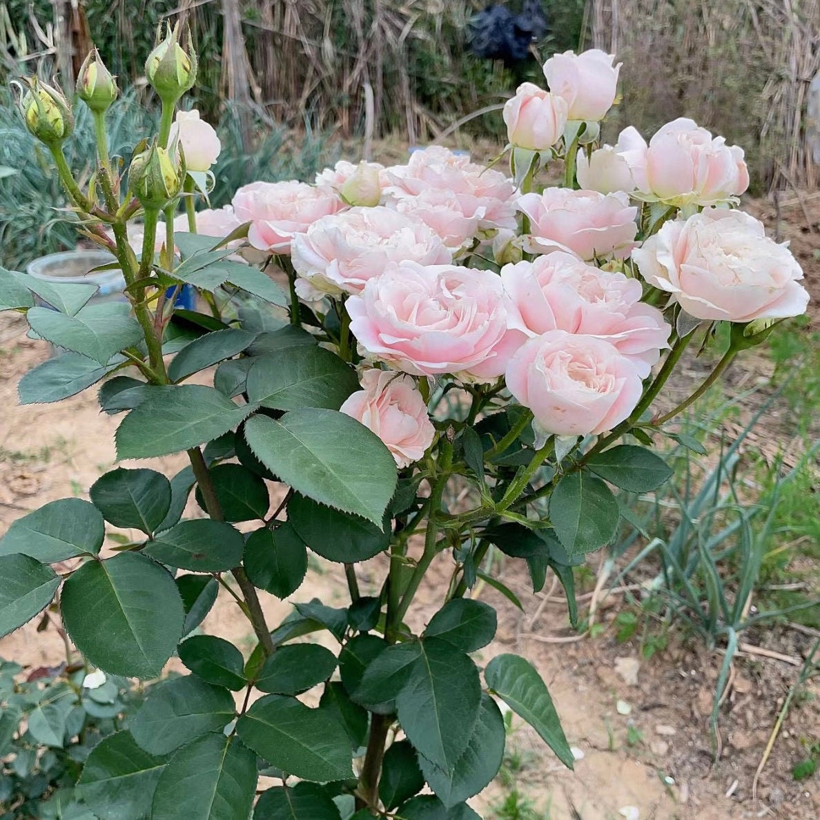 Chiffon Rose