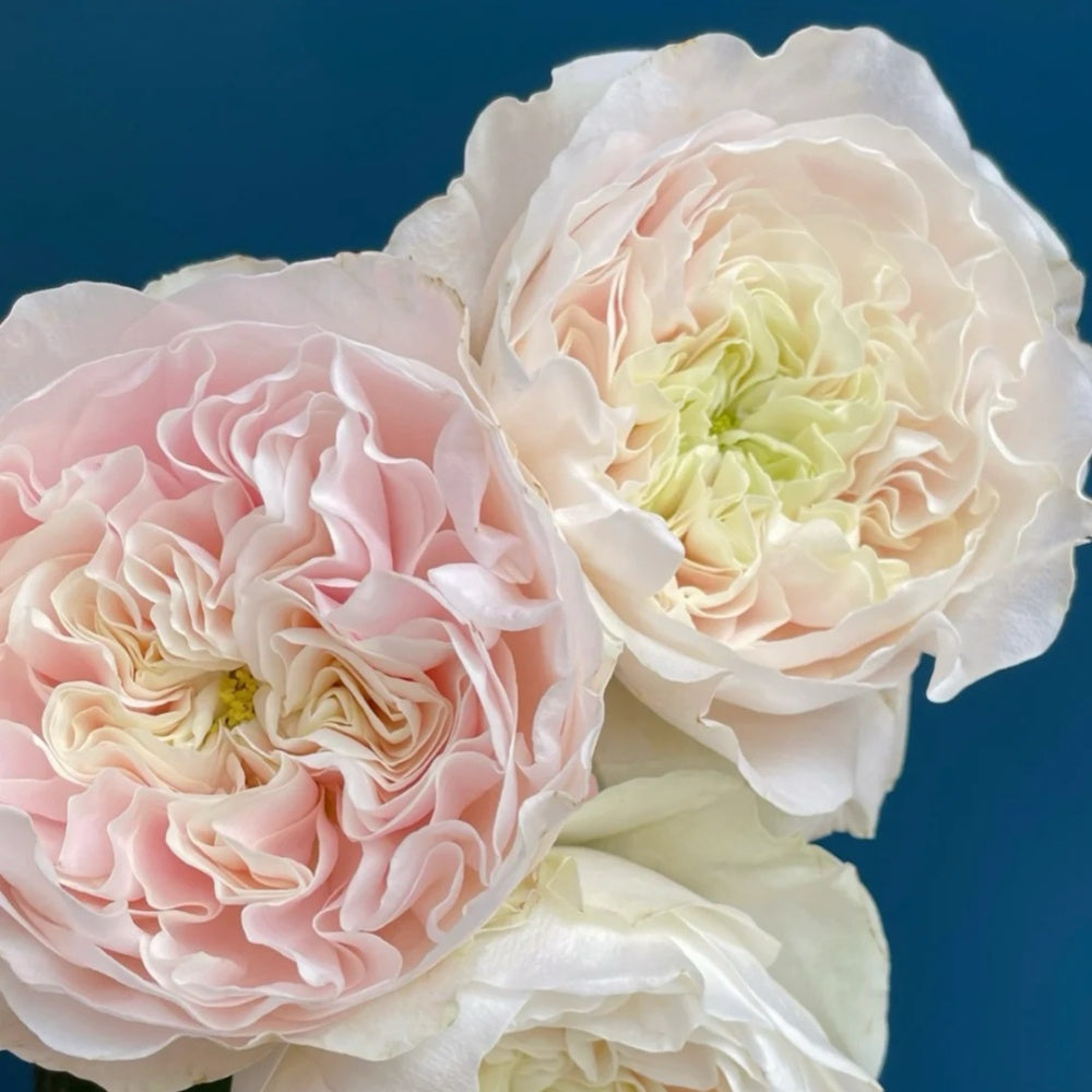 Chiffon Rose