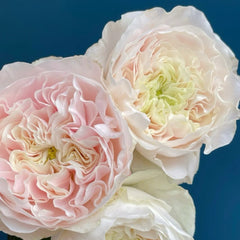Chiffon Rose