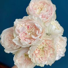 Chiffon Rose