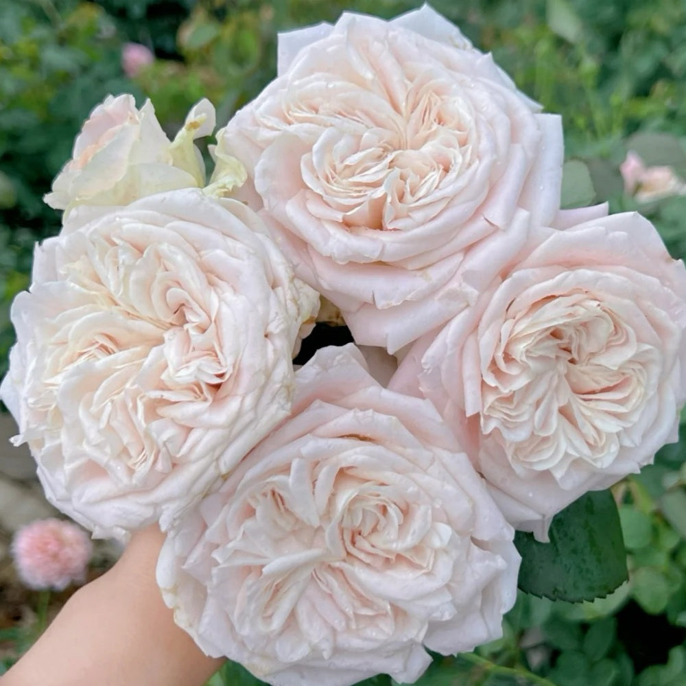 Chiffon Rose