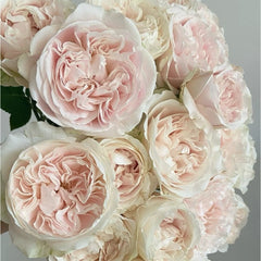 Chiffon Rose