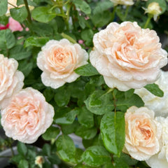 Chiffon Rose