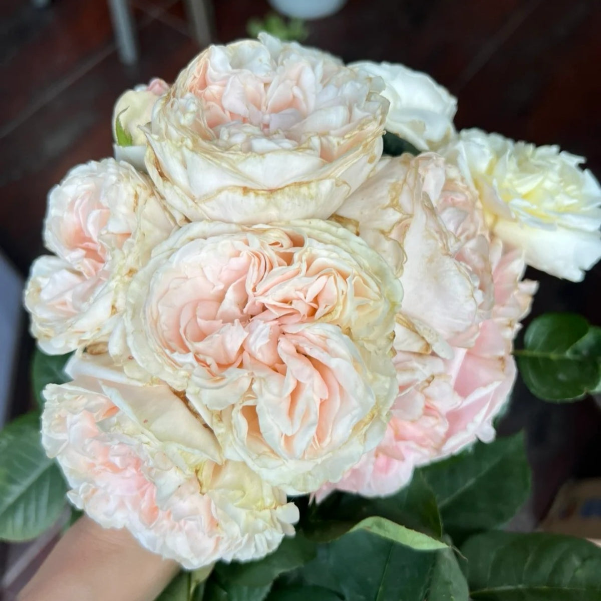 Chiffon Rose
