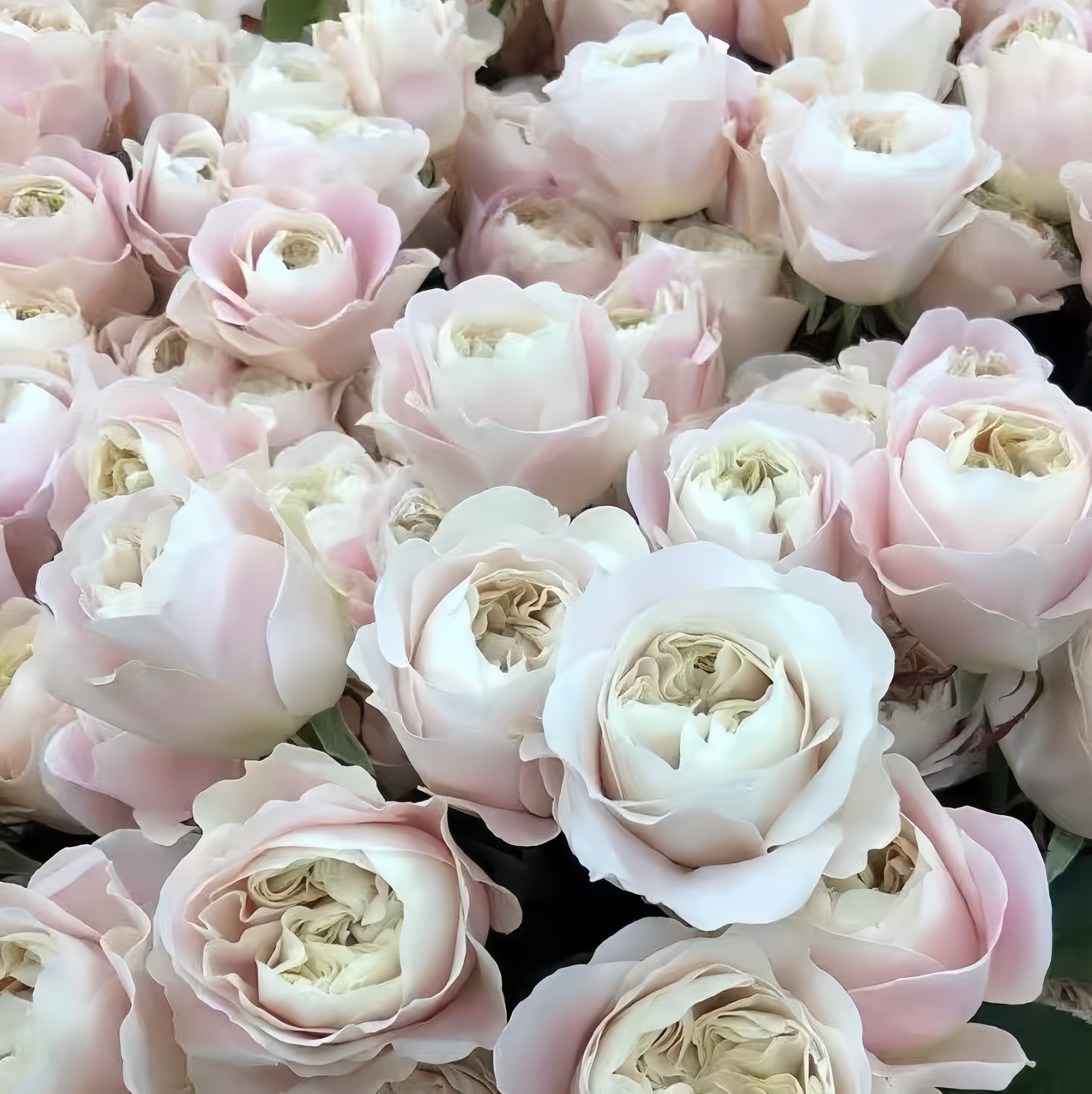 Chiffon Roses Vip Roses Chiffon Rose-戚风蛋糕|Netherlands Cut Rose – Ergongzy Roses
