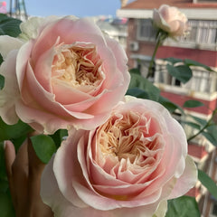 Chiffon Rose