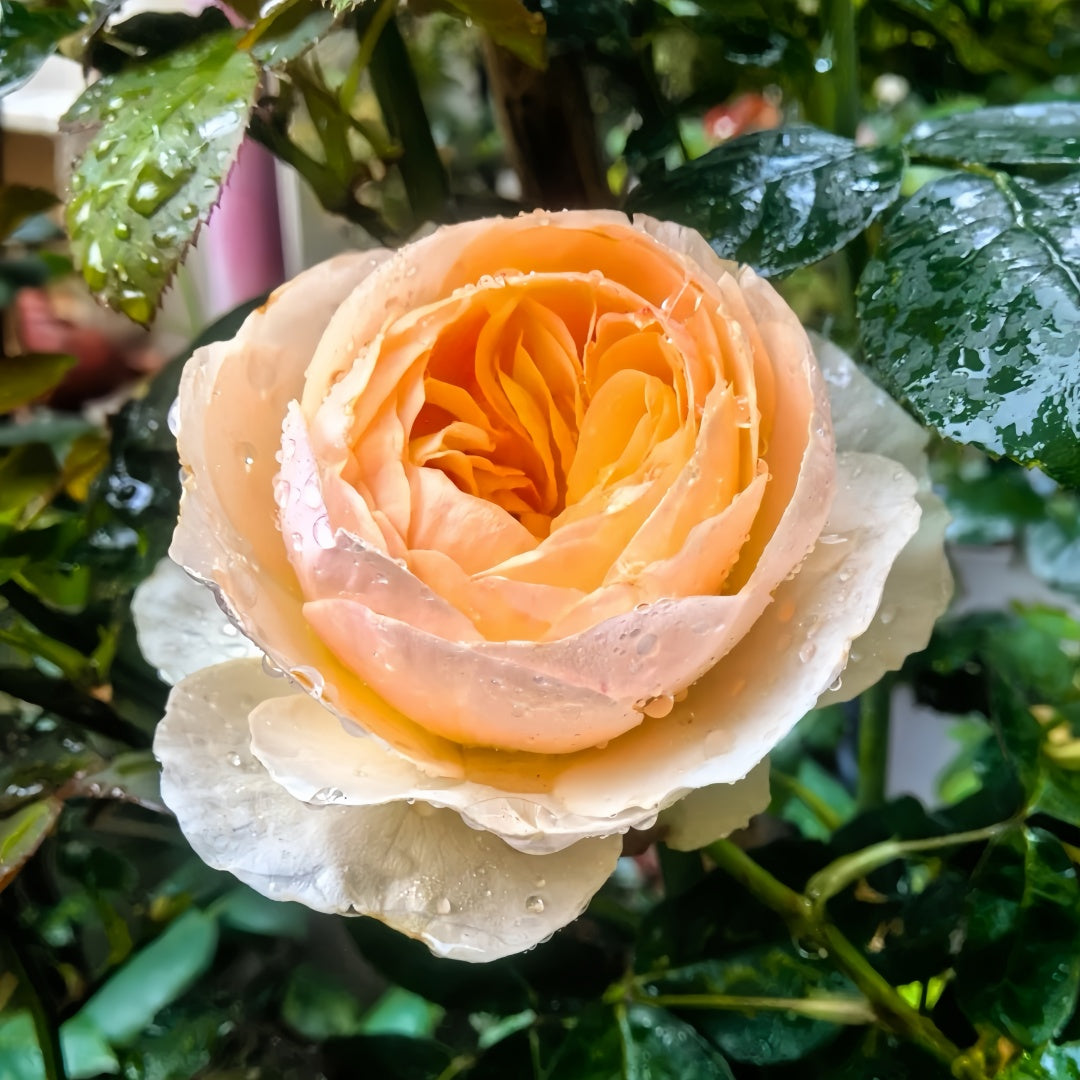 Chinese Juliet Rose- 明宫｜Chinese Cut Rose