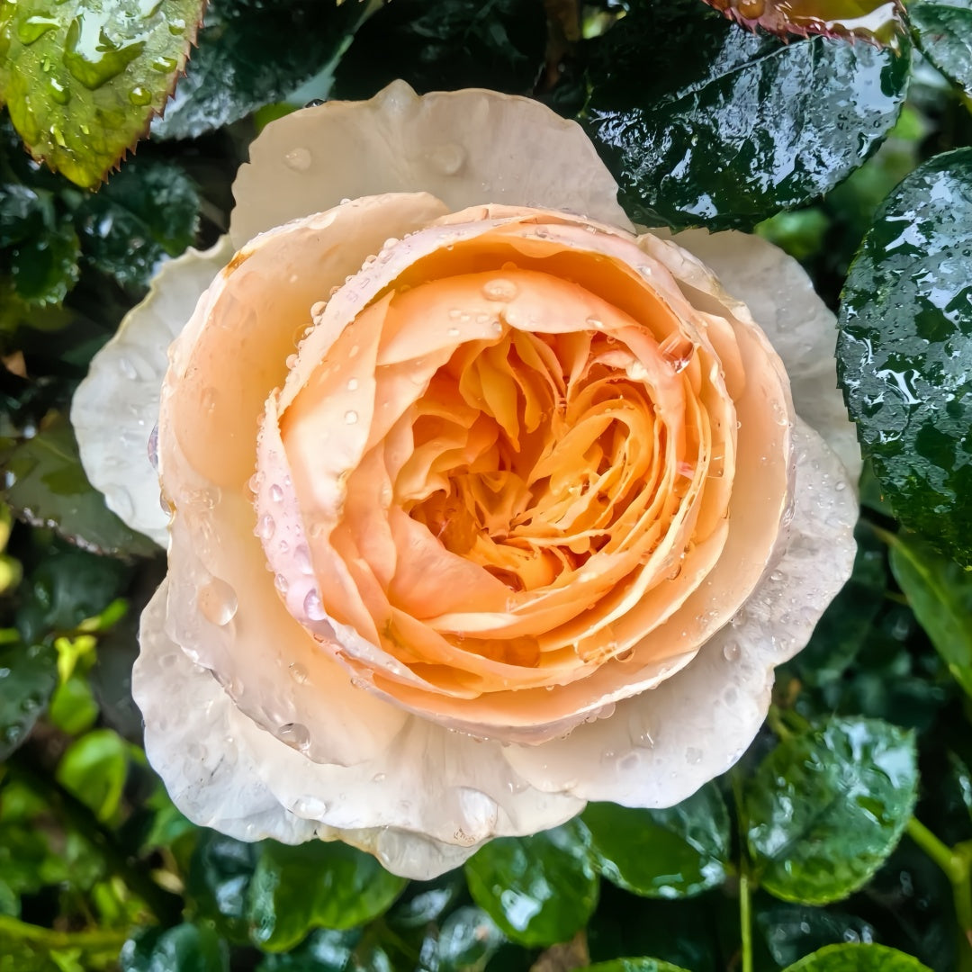 Chinese Juliet Rose- 明宫｜Chinese Cut Rose