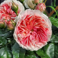 Chippendale Rose