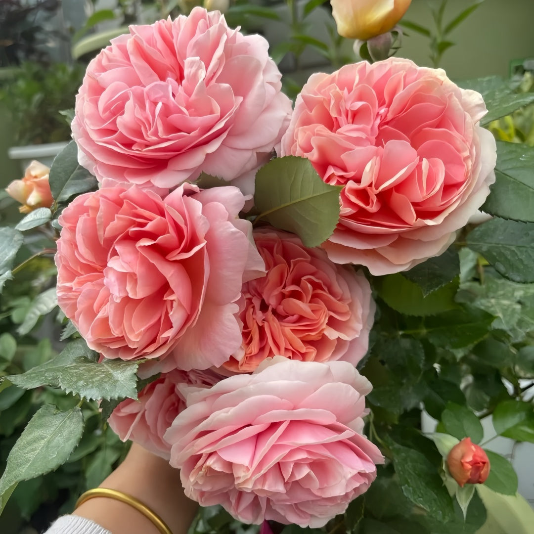 Chippendale Rose