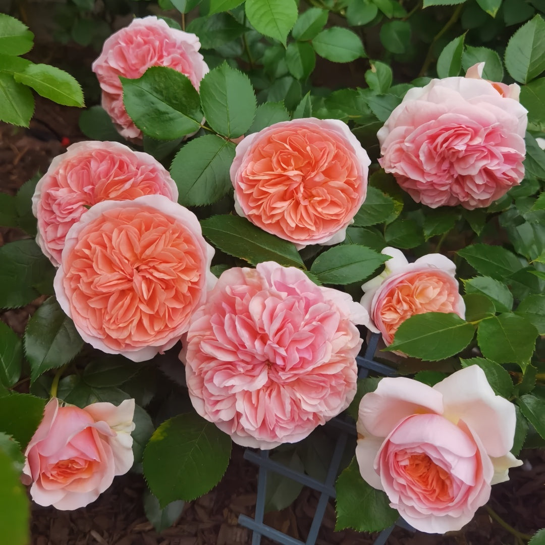 Chippendale Rose