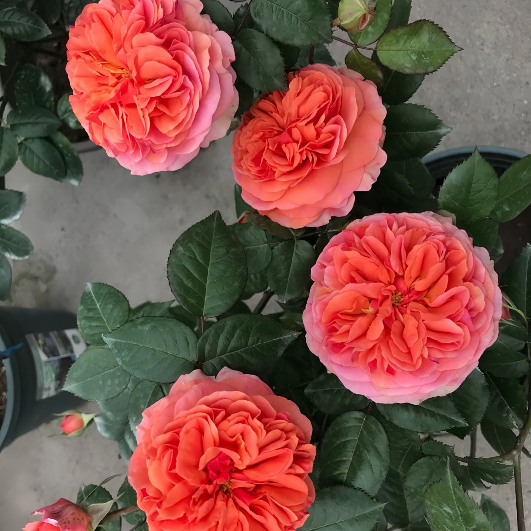 Chippendale Rose