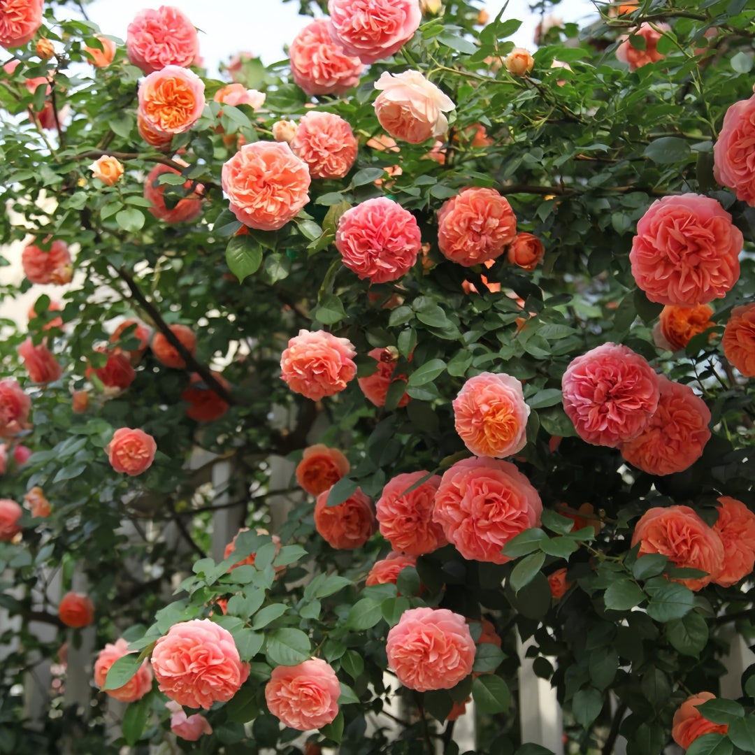 Chippendale Rose