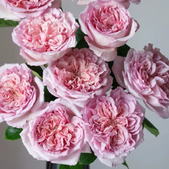 Chocolate Romantic Rose