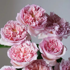 Chocolate Romantic Rose