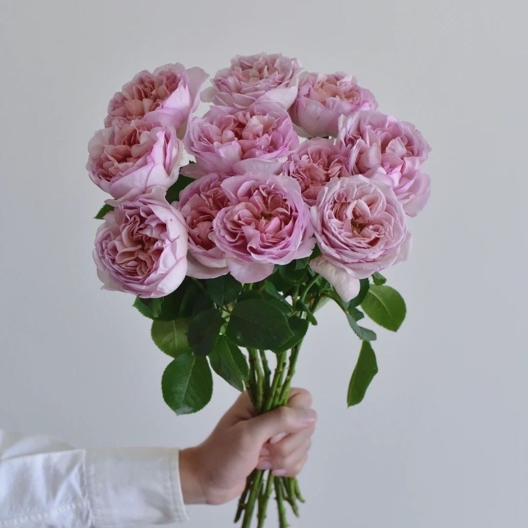 Chocolate Romantic Rose