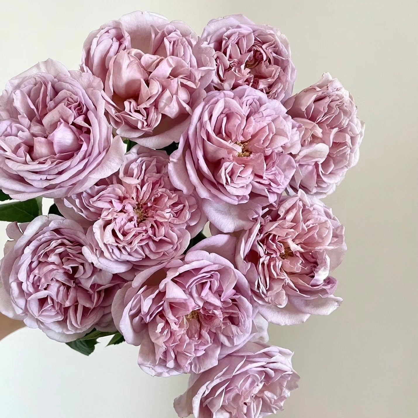 Chocolate Romantic Rose