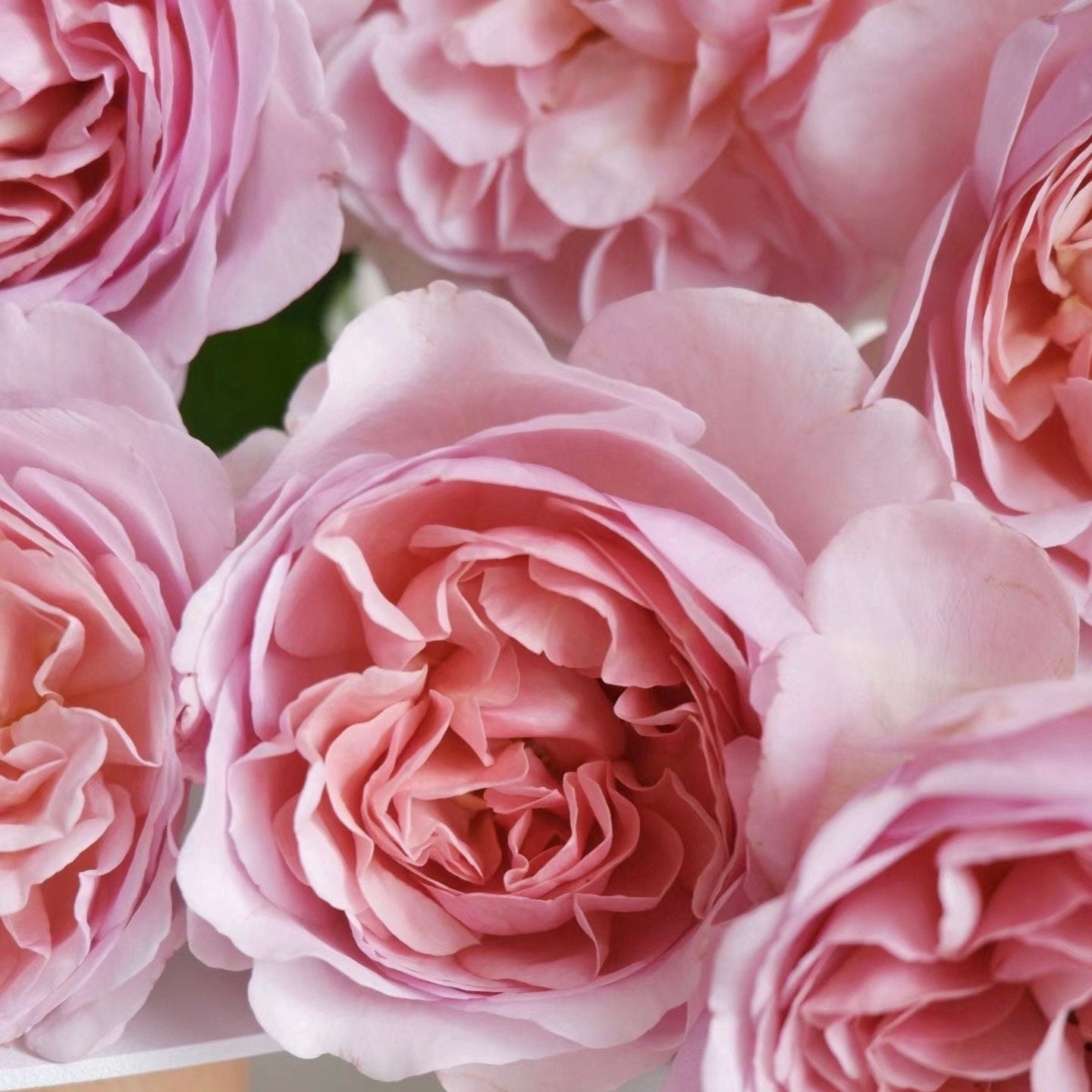 Chocolate Romantic Rose