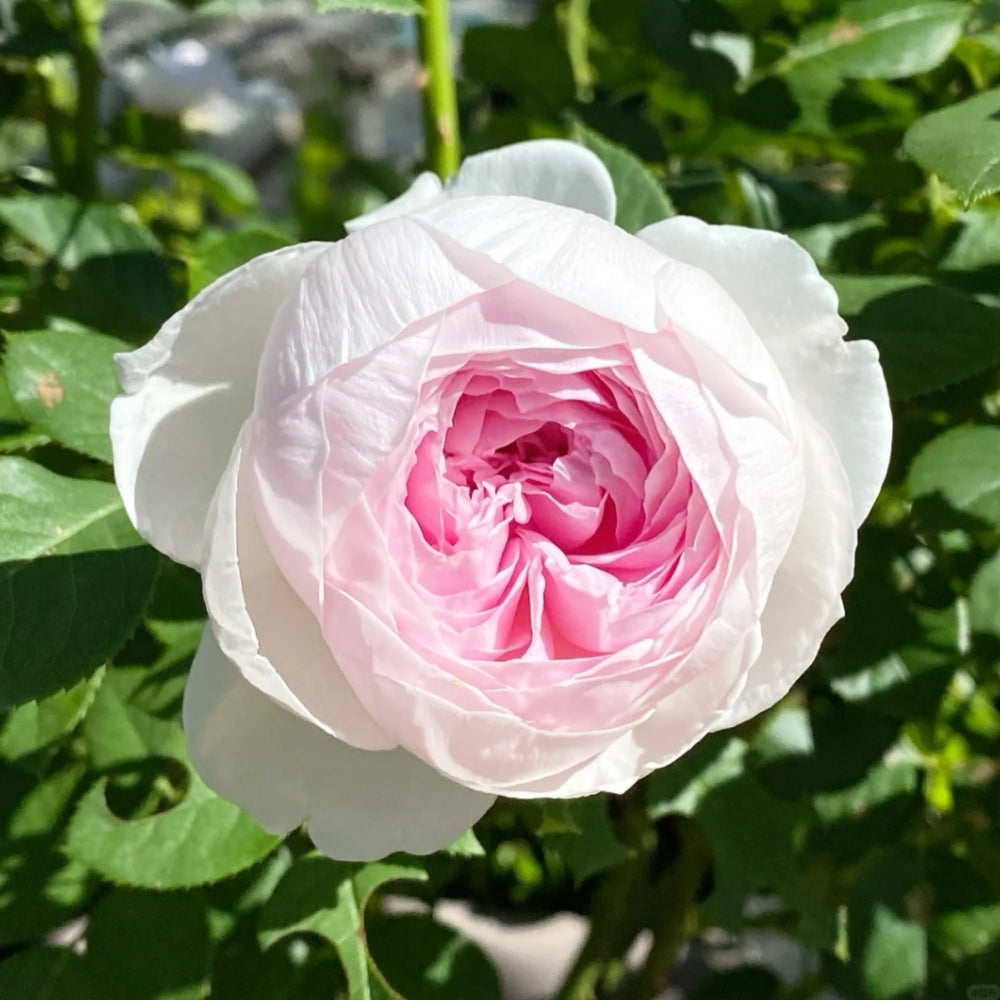 Christiana earth angel Rose