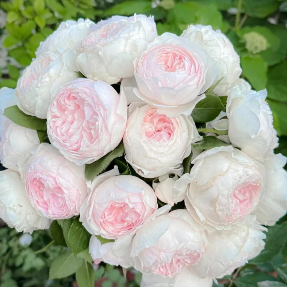 Christiana earth angel Rose