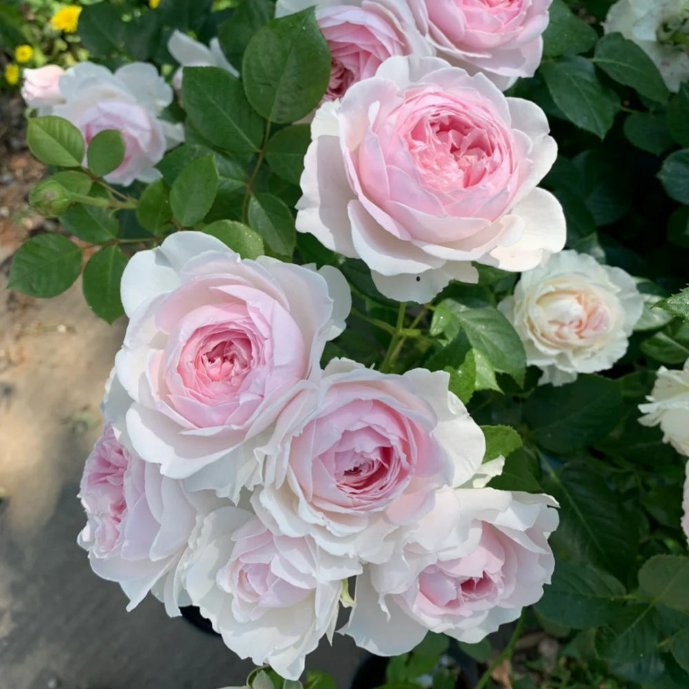Christiana earth angel Rose