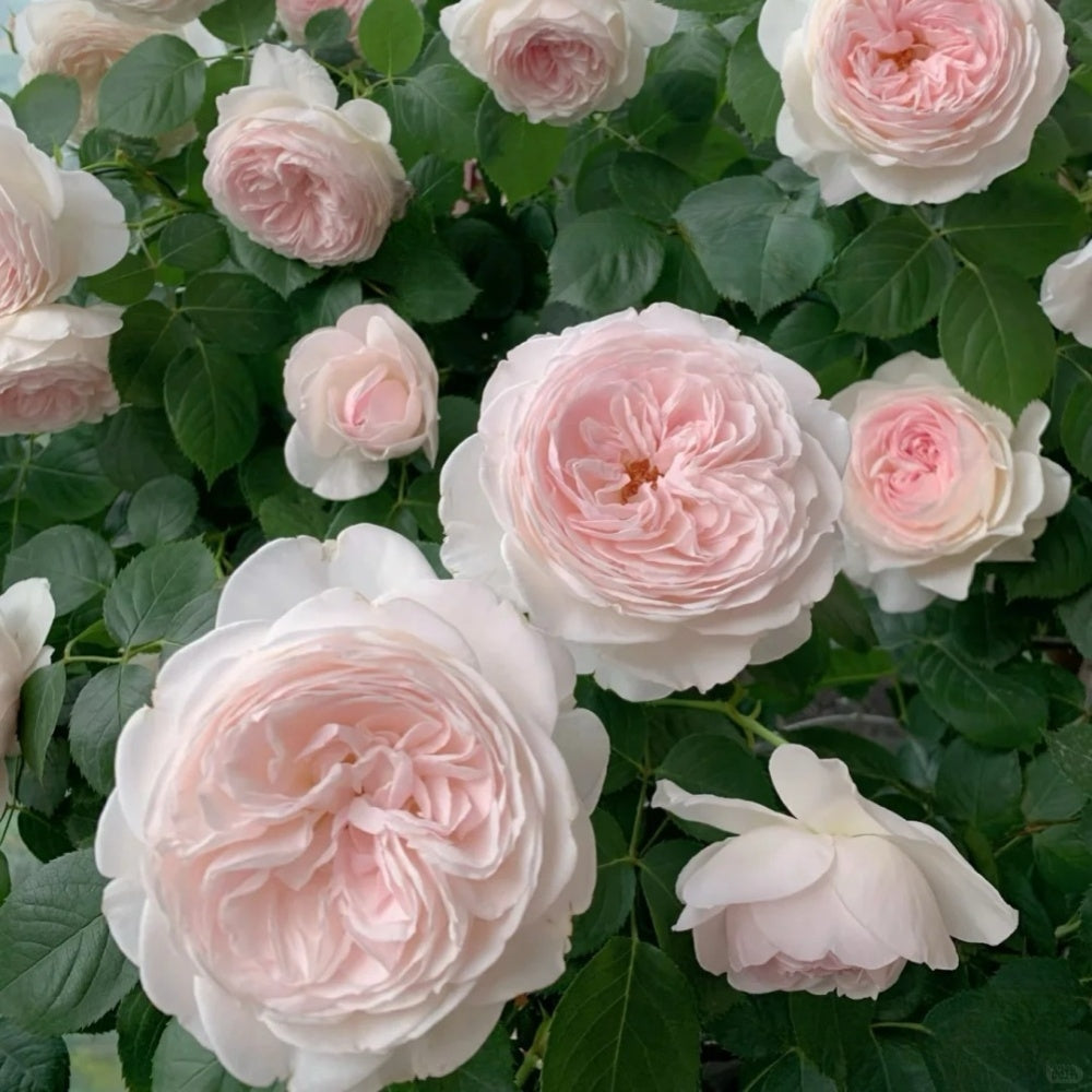 Christiana earth angel Rose-尘世天使/蒂娜夫人｜Germany Shrub Rose