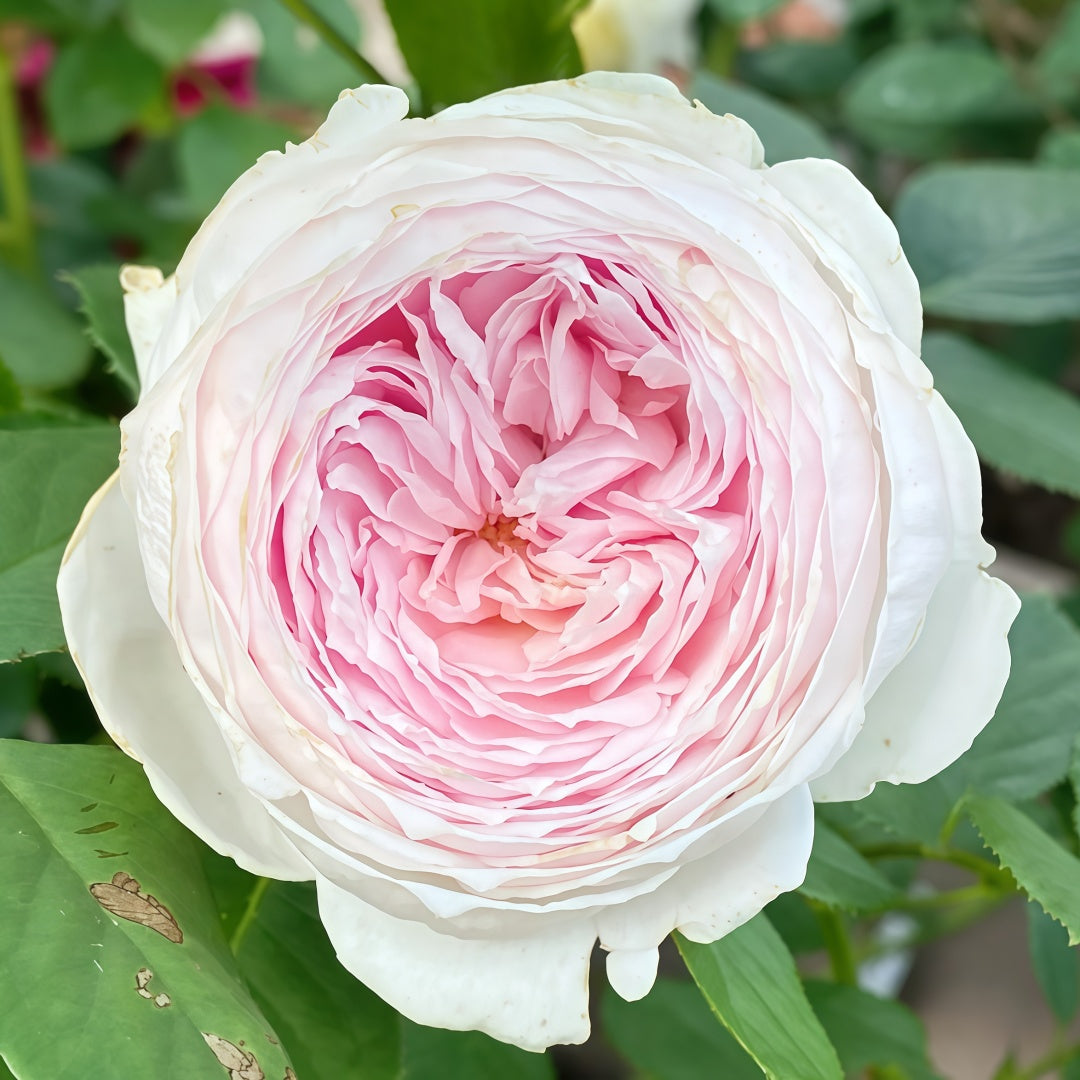 Christiana earth angel Rose