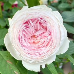 Christiana earth angel Rose