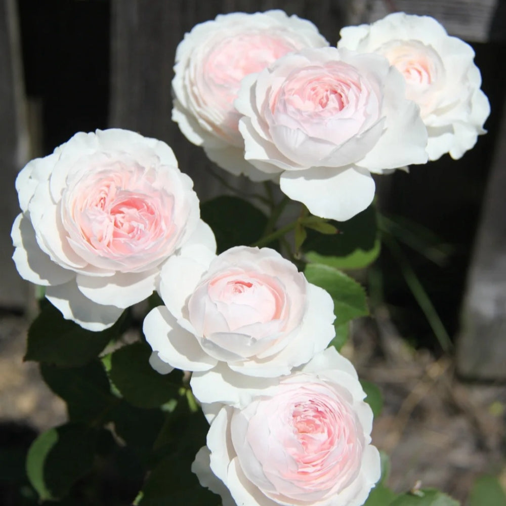 Christiana earth angel Rose