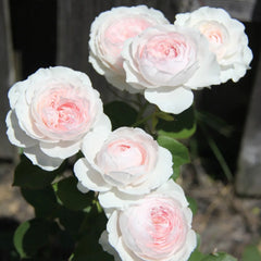 Christiana earth angel Rose