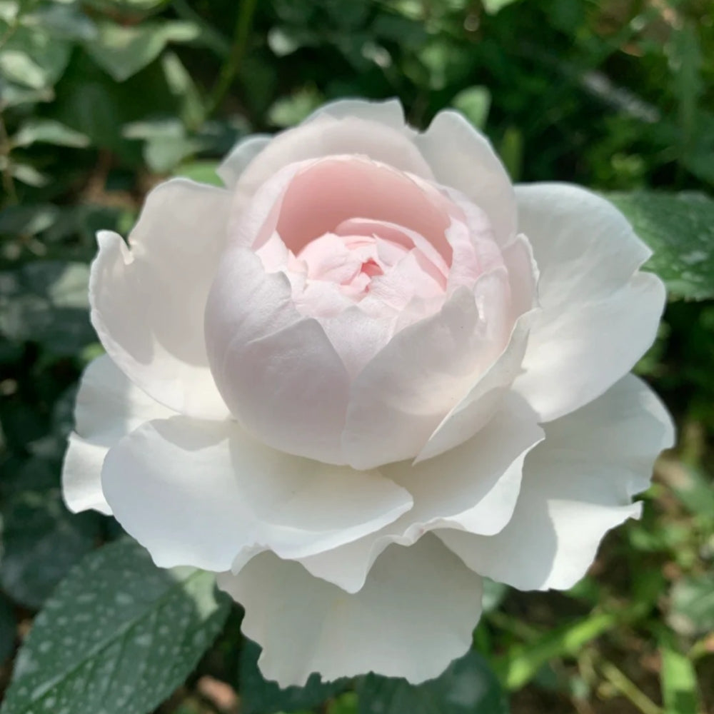 Christiana earth angel Rose