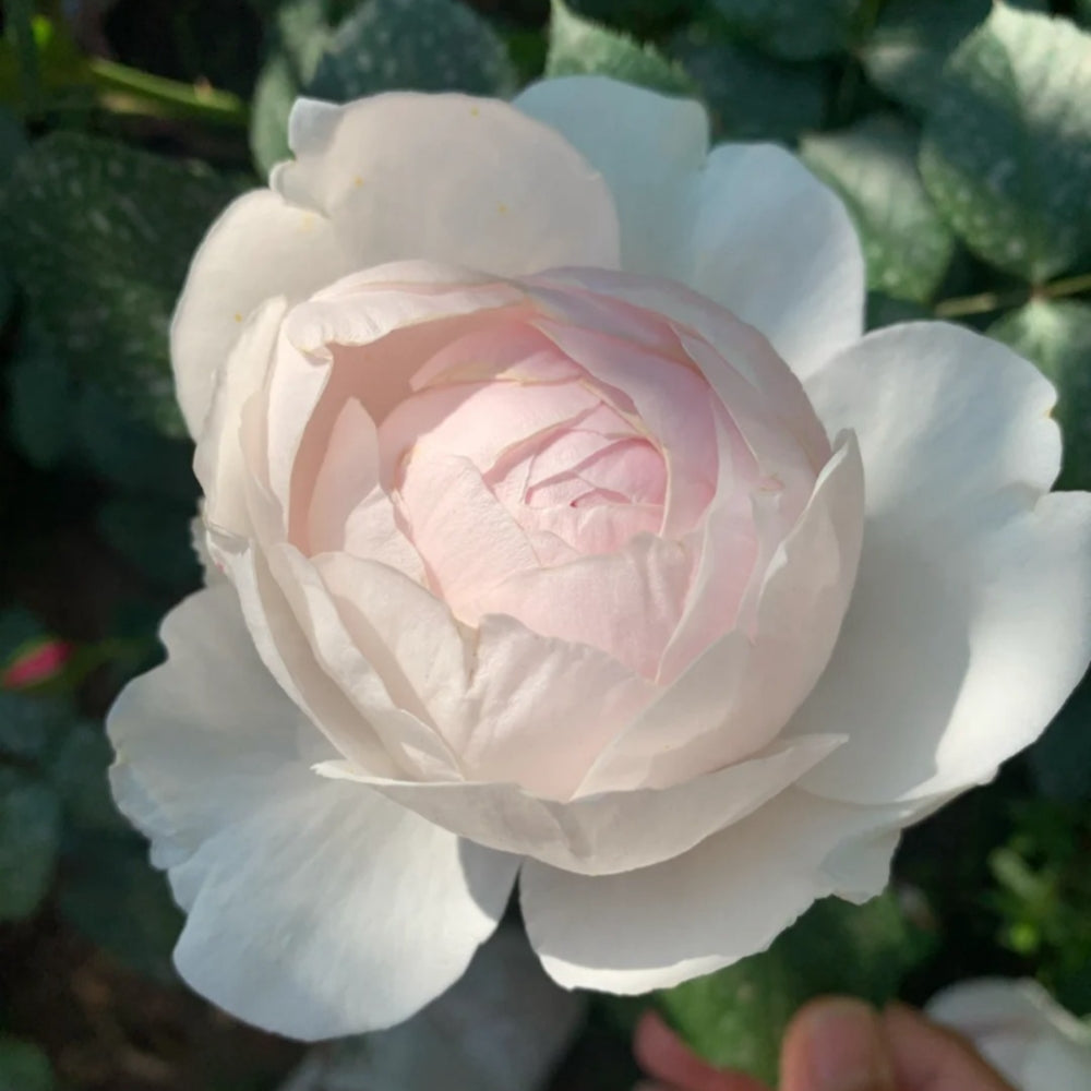 Christiana earth angel Rose