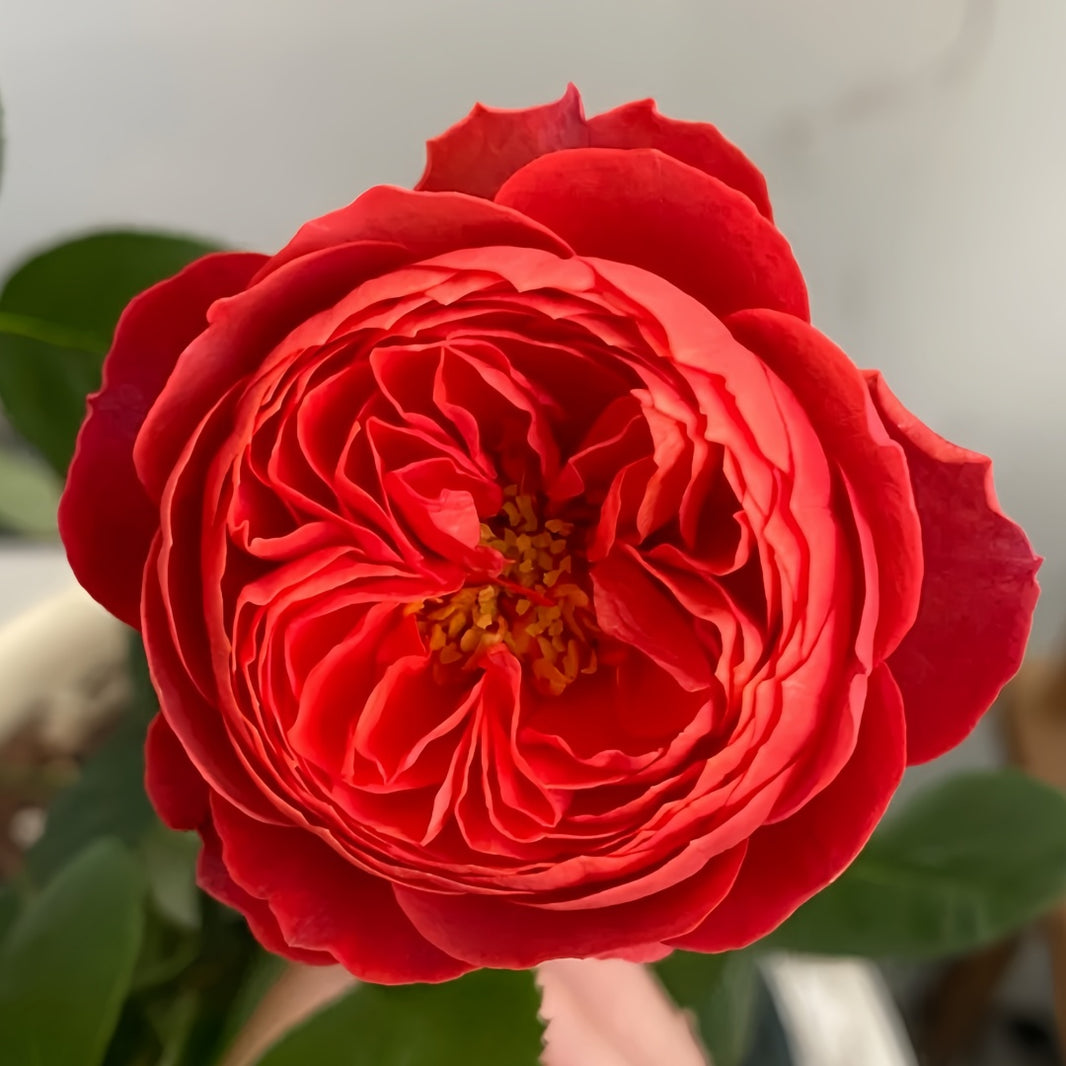 Chinese Roses – Ergongzy Roses