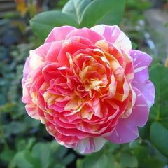 Claude Monet Rose