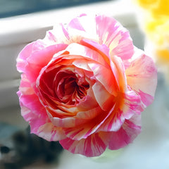 Claude Monet Rose