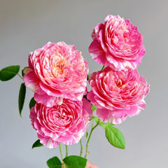 Claude Monet Rose