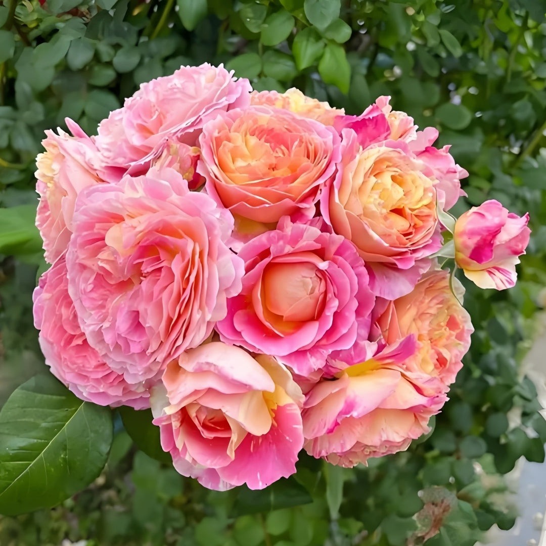 Claude Monet Rose