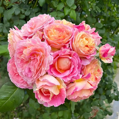Claude Monet Rose