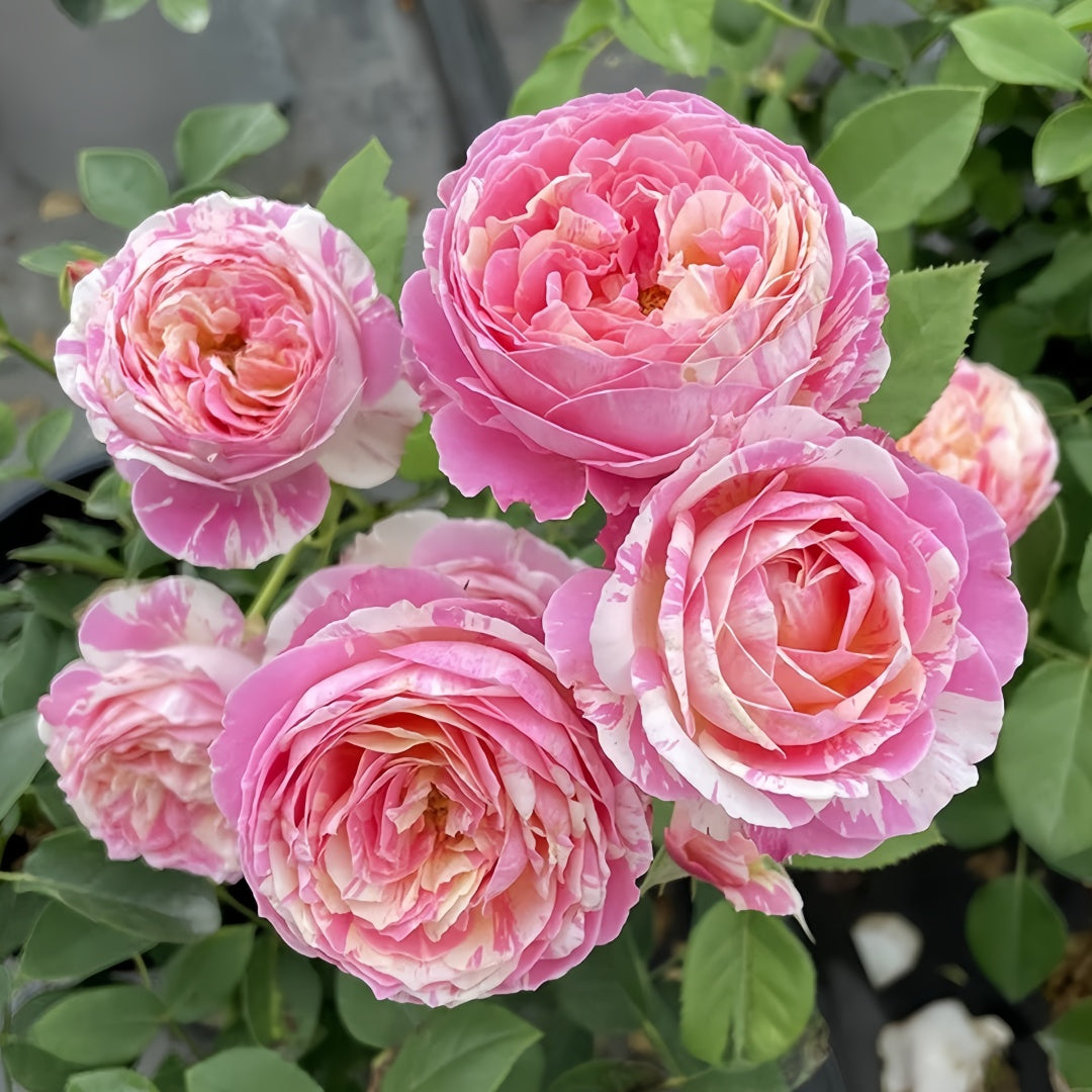 Claude Monet Rose