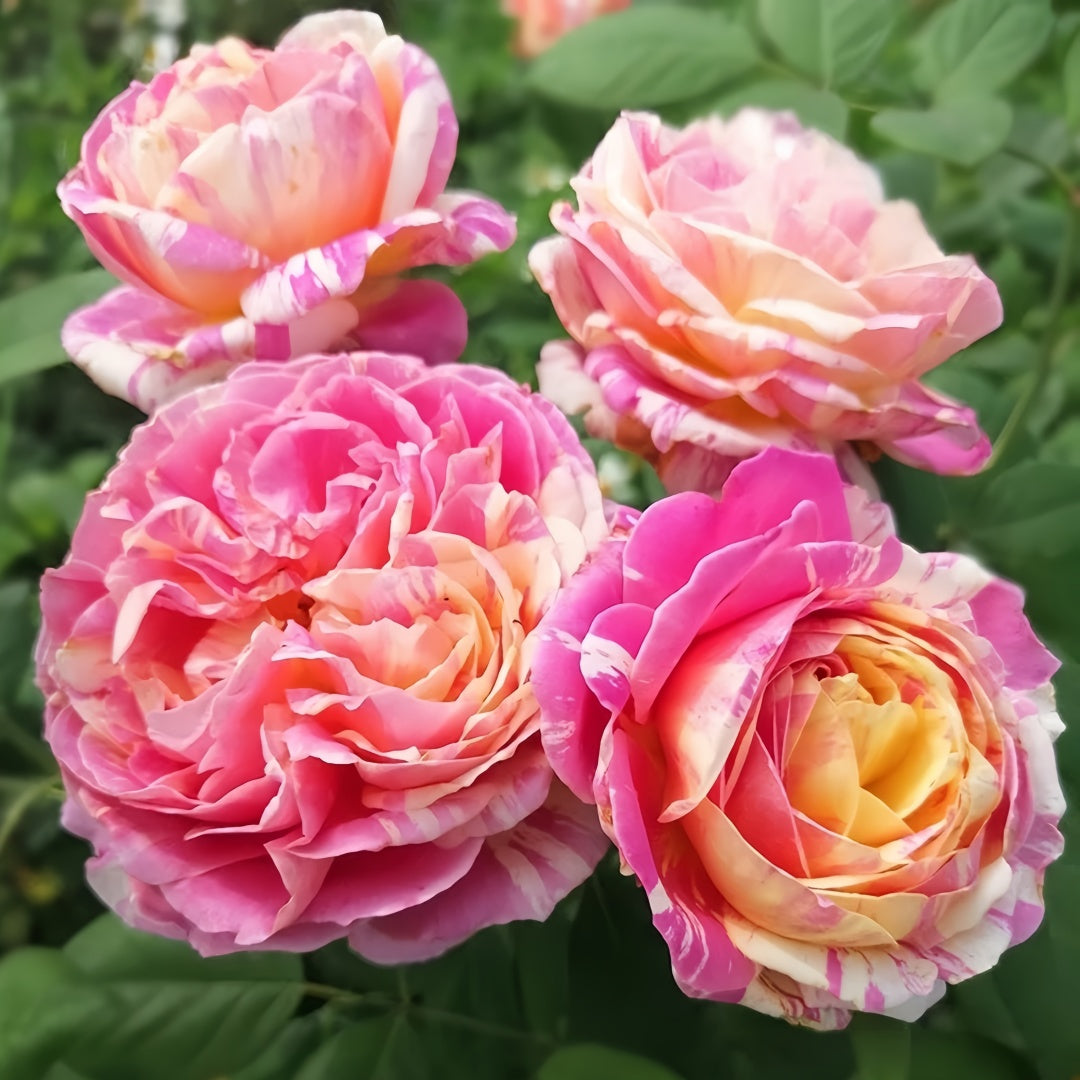 Claude Monet Rose