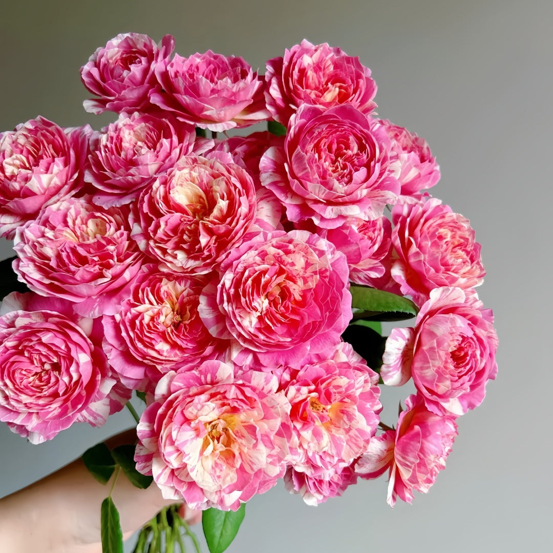 Claude Monet Rose