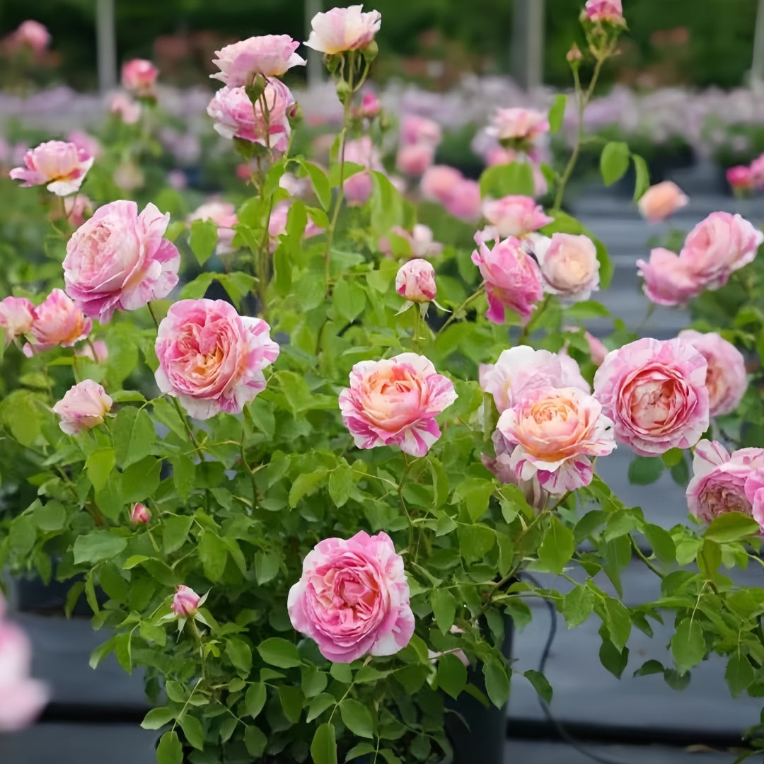 Claude Monet Rose