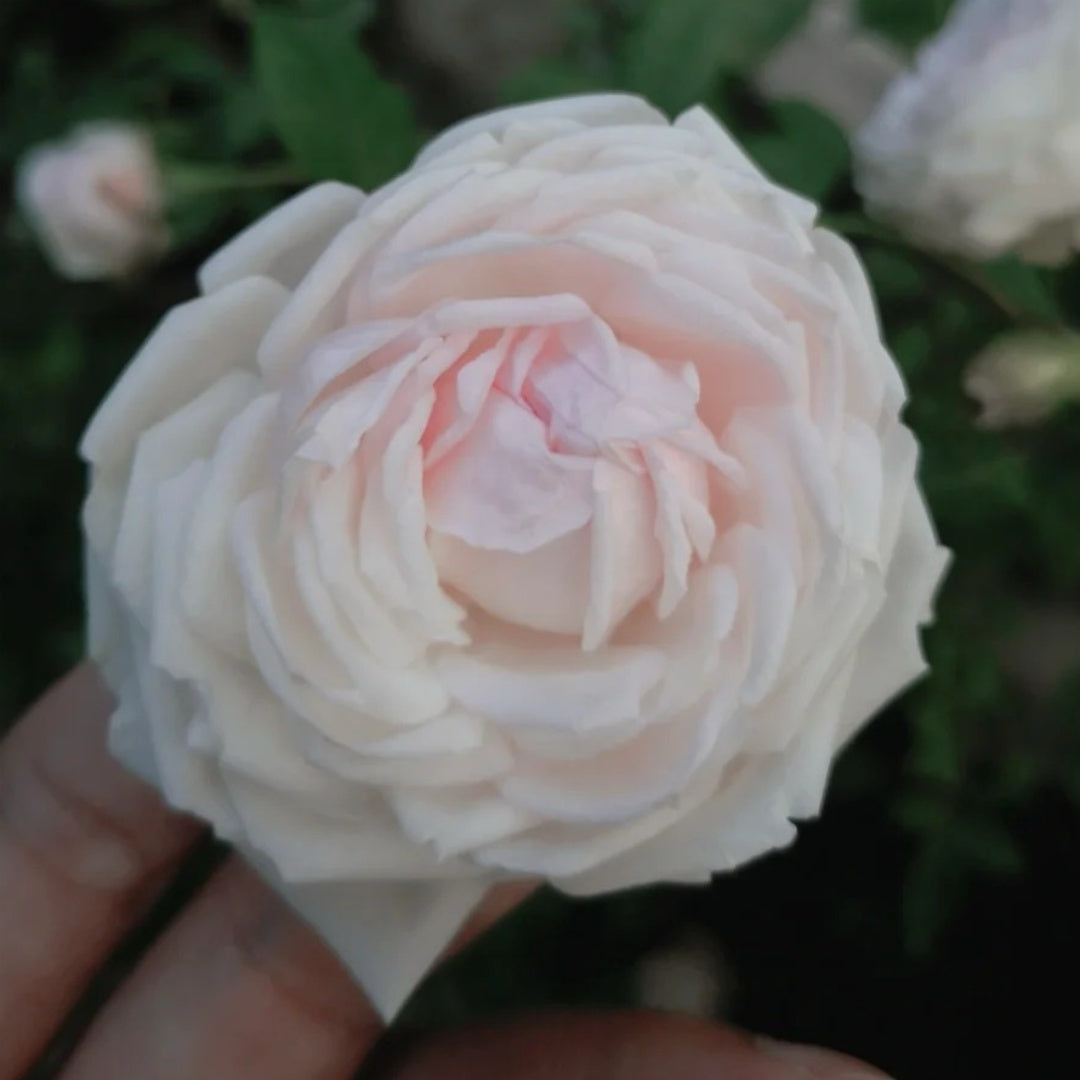 Clothilde Souper Rose